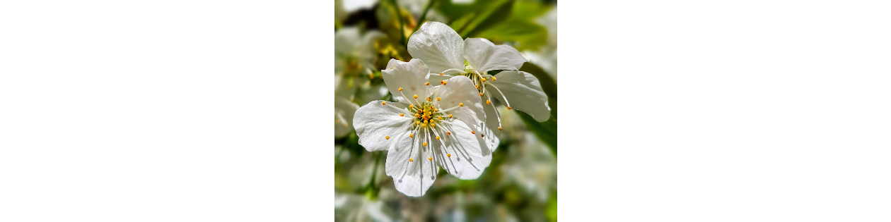 Photography Challenge