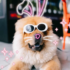 Get,ready,to,hop,into,some,fun!,Use,the,bunny,ears,sticker,to,create,the,cutest,,funniest,,or,most,unexpected,edits,ever.,Whether,you're,putting,ears,on,pets,,friends,,celebrities,,or,even,objects,—,the,more,creative,,the,better!
It’s,all,about,playful,vibes,,springtime,fun,,and,showing,off,your,remix,skills.,So,grab,those,Hoppy,Ears,and,let’s,make,some,magic!
