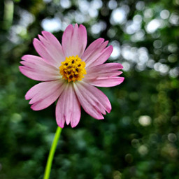bokeh macro nature closeup flower colorful pcmyfavoriteimageof2022 myfavoriteimageof2022 freetoedit pcsignsofspring signsofspring