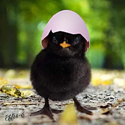 freetoedit srceasteregghunt easteregghunt