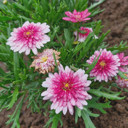 hdr pink flower daisy flowerphotography mobilephotography nature mycapture beautiful beauty freetoedit pcsignsofspring signsofspring