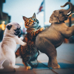 freetoedit weekend dog elephant cat wallpaper background life moment party family myart mrlb2000 fantasy creative