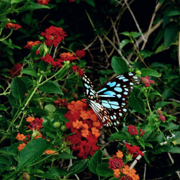 freetoedit nature food greens blues aesthetic pink cuphead devil butterfly wings flowers floral garden spring park trees woods grass countryroad mountains naturelover outdoors path pcsignsofspring signsofspring