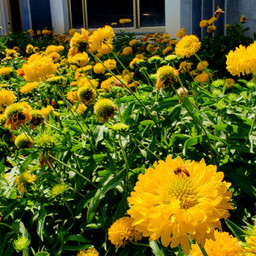 freetoedit nature beauty garden spring floral tropical plant leaf autumn fall fallaesthetic season bee sunflower sunshine sunny colorful magical fantasy surreal imagination picsarteffects surrealism pcsignsofspring signsofspring