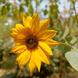 sunflower golden blonde macro blondehair yellowaesthetic yellow color cardboard amarillo dot photography photo freetoedit pcsignsofspring signsofspring