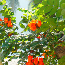 flower springtime phorography pcsignsofspring signsofspring