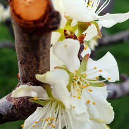 freetoedit pcsignsofspring signsofspring