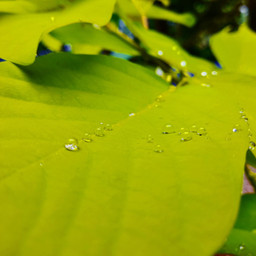 nature green leaves plant herb garden waterdrops raindrops freetoedit pcdearearth dearearth