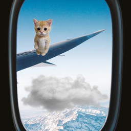airplane view cloud cat picsartchallenge picsartchallengesubmission fcmybestedit mybestedit freetoedit