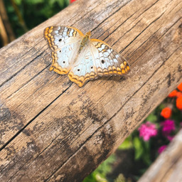 freetoedit nature springtime spring butterfly pccelebratingeaster celebratingeaster