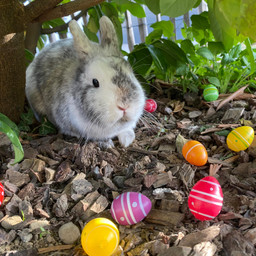 freetoedit pccelebratingeaster celebratingeaster