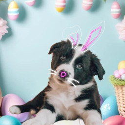 doggy puppy paw freetoedit srchoppyears hoppyears
