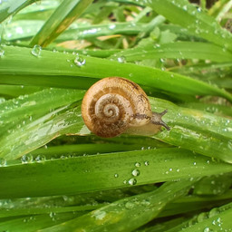 animal landsnail escargot gardensnail snail freetoedit pcdearearth dearearth
