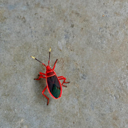 closeup macro nature naturelover outdoors bug wild pcdearearth dearearth