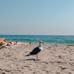 bird beach seagull birds beachbird seaside sand beaches ocean oceanview california summertime beautifulday nature outdoors motherearth life pcdearearth dearearth