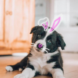 happy ears dog backgrounds house picsart madewithpicsart neon challenge picsartchallenge sticker picsartedit freetoedit srchoppyears hoppyears