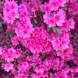 earth day beautiful myazalea fusia challenge myphotography pcdearearth dearearth