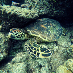 freetoedit turtle animal ocean oceanlife beach sea coral nature naturelover outdoors pcdearearth dearearth