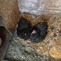 freetoedit nature animal bird farm cute pet chicken pccelebratingeaster celebratingeaster