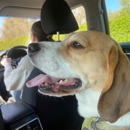 freetoedit pet animal dog puppy doggy beagle cute adorable dayout smiling egghuntday pccelebratingeaster celebratingeaster