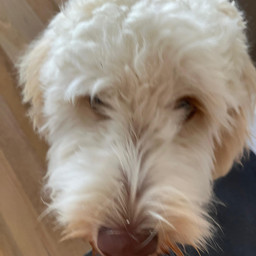 freetoedit pup puppy pccelebratingeaster celebratingeaster