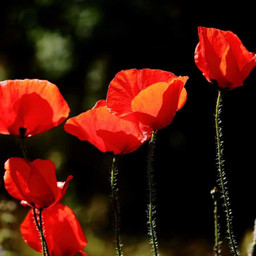 poppy mohn nature natur summer sommer flowers blumen freetoedit pcdearearth dearearth