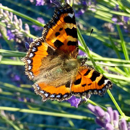 picsartchallenge dearearth nofilters noedit butterfly photography nature pcdearearth