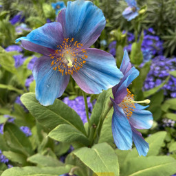 freetoedit flower macro blueflower pcdearearth dearearth