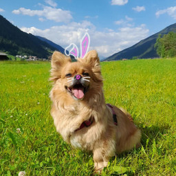 dog bunnydog bunnyears easter easterbunny freetoedit srchoppyears hoppyears