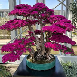 freetoedit bonsaitree fucsiacolor garden pcdearearth dearearth