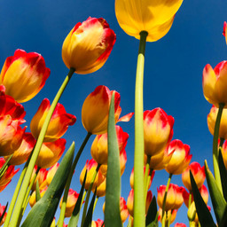 tulip pccelebratingeaster celebratingeaster