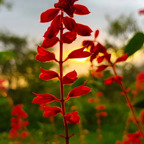 #flower,#macro,#nature,#fernandabicalho,#spring,#floral,#tropical,#plant,#garden,#challenge,#picsartchallenge,#freetoedit,#pcsignsofspring,#signsofspring