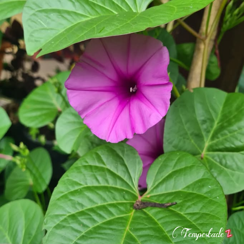 #nature,#tempestadez,#flower,#challenge,#picsartchallenge,#freetoedit,#pcsignsofspring,#signsofspring