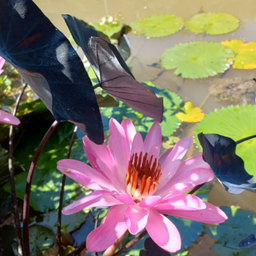 nature tempestadez challange picsart flower fotography freetoedit pcsignsofspring signsofspring