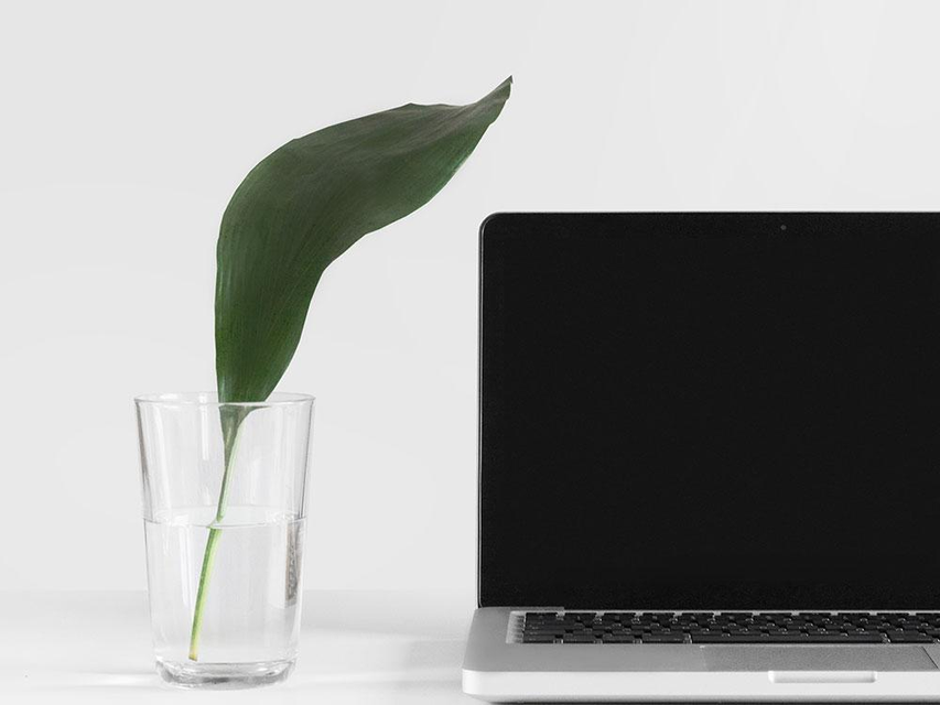 laptop and cup with plant in the table